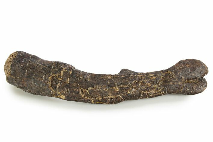 Fossil Ornithopod Dinosaur (Dryosaurus) Femur - Wyoming #342147